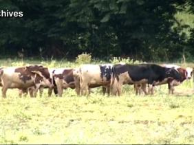 Viande fraiche Viande fraiche