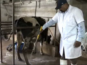 Fièvre aphteuse Fièvre aphteuse